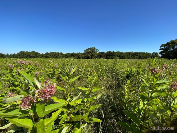 Large field of green stalks with milkweed flowers.