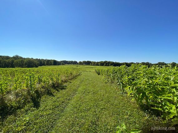 Bright green mowed path through fields.