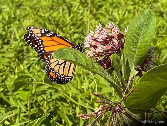 Monarch butterfly on milkweed.