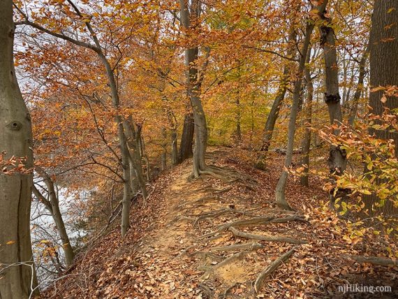 Rooty trail at Thompson Park