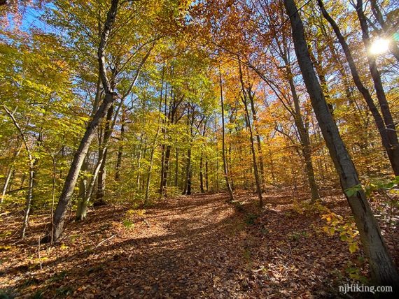 Tall trees with sunlight streaming through at Watchung Reservation.