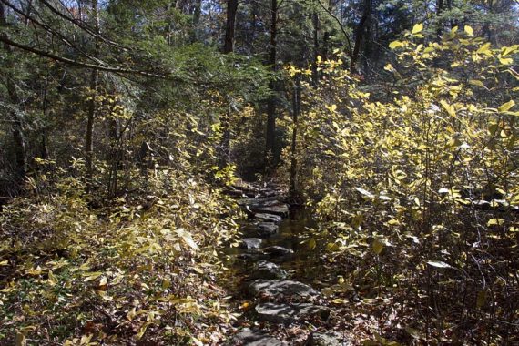 Flat rocks as stepping stones on a trail.