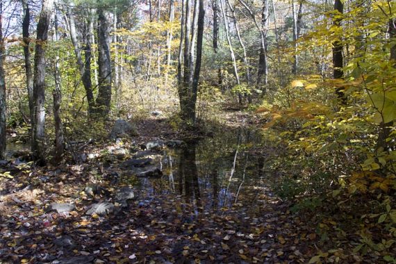 Wet area on a trail.