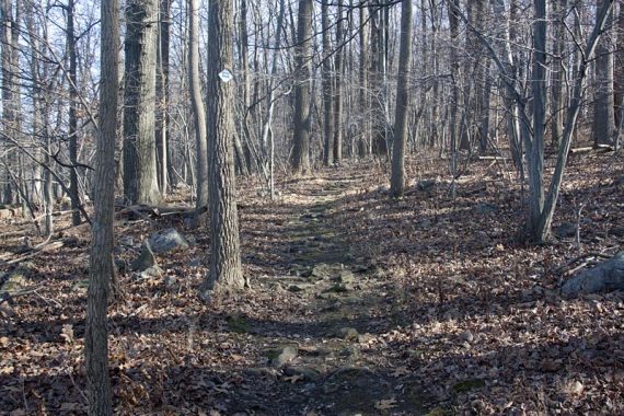 Rocky trail with marker on trees.