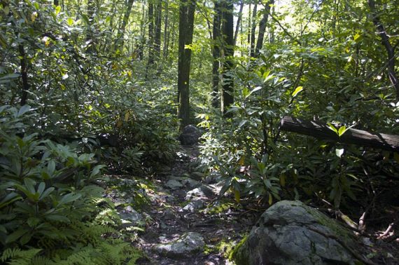 Rock hop on a stones set on the trail