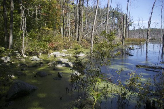 Trail passes a swampy area