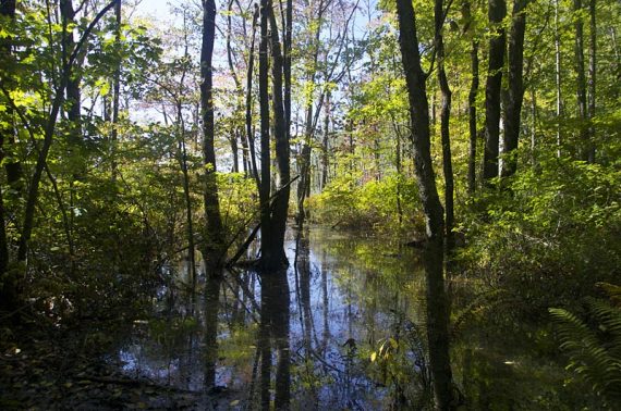 Wet area with trees growing in it