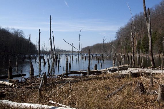 Dead trees in water.