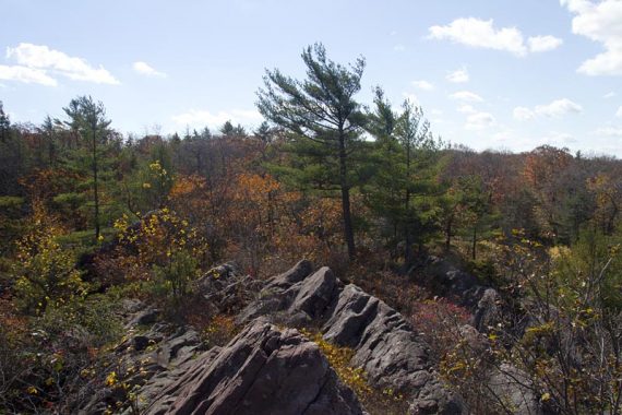 Rocky outcrop and a pine tree.