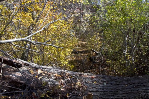 Fallen tree and wet area