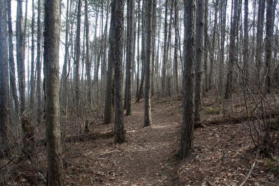 Perimeter Trail through trees.