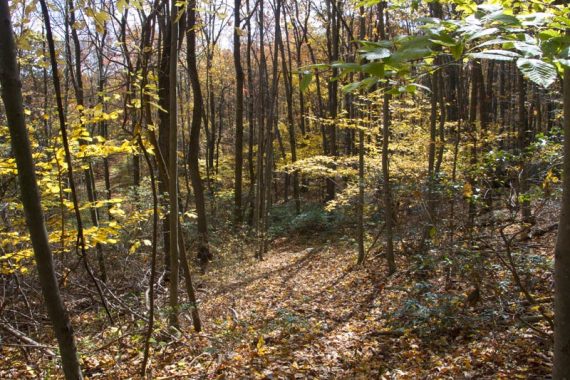 White trail in autumn