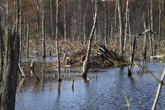 Beaver lodge