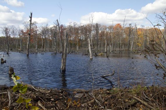 Swampy area from beaver activity