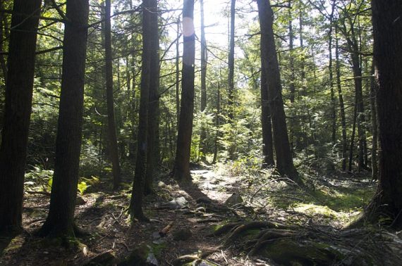 Forest with sunlight.