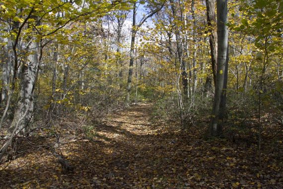 Yellow trail is sometimes a woods road.