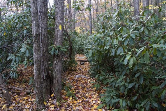 Rhododendron tunnel.
