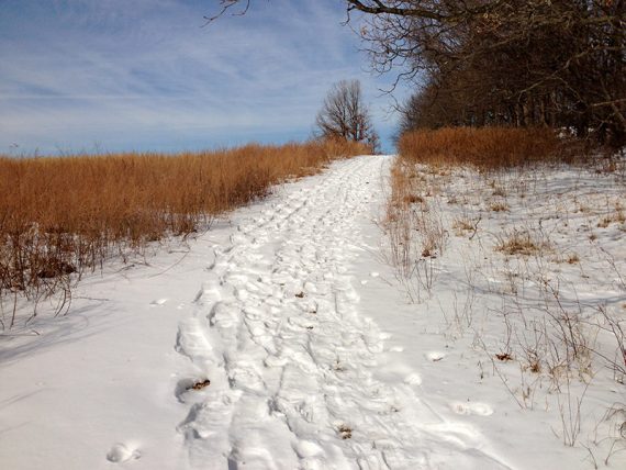 Snowy path surrounded by grasses