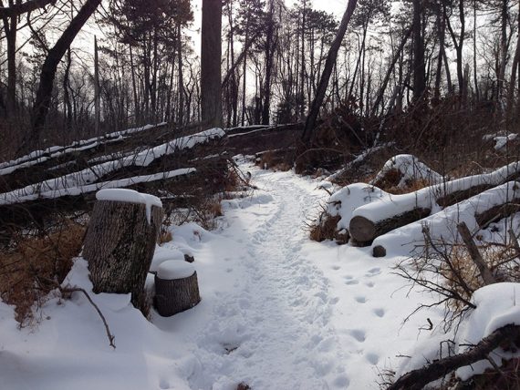 Trail with fallen trees on each side