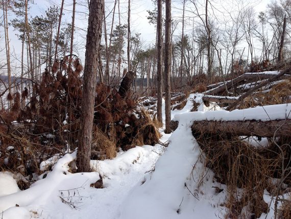 Snow covered fallen trees