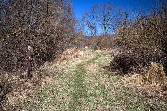 BLUE DOT trail on a mowed path.