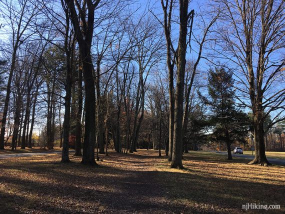 Wide path of Continental Lane Trail between tall trees.