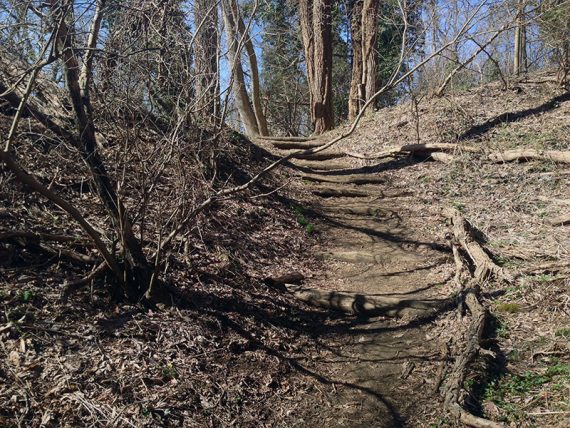 Rooty trail leading uphill.