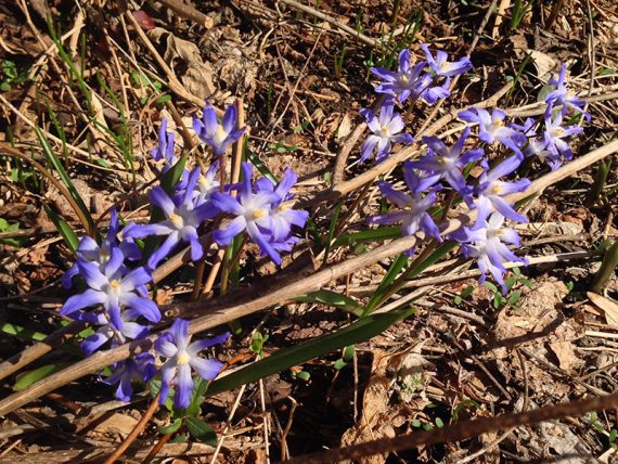 Wildflowers peaking out in March