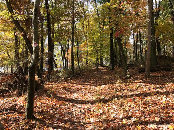 Leaf covered trail