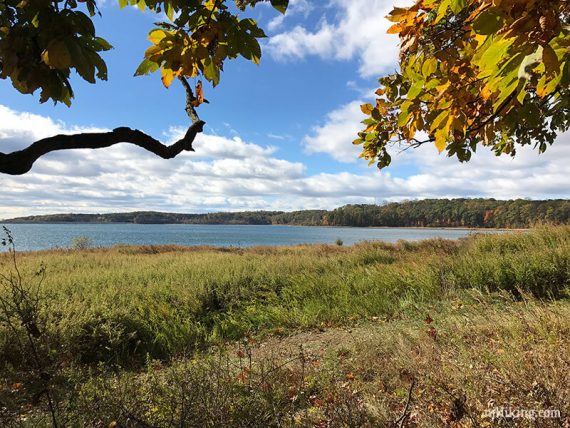 Trees overhanging at the edge of water