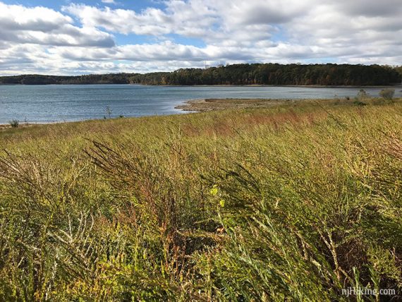 Grasses at the edge of a reservoir