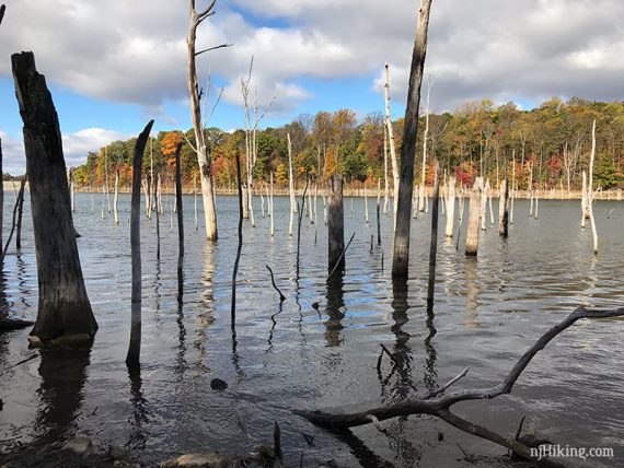 Many dead tree stumps sticking out of the water