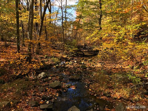 Leaf covered stream