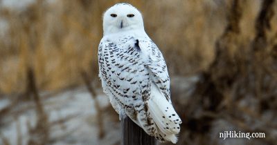 Snowy Owl