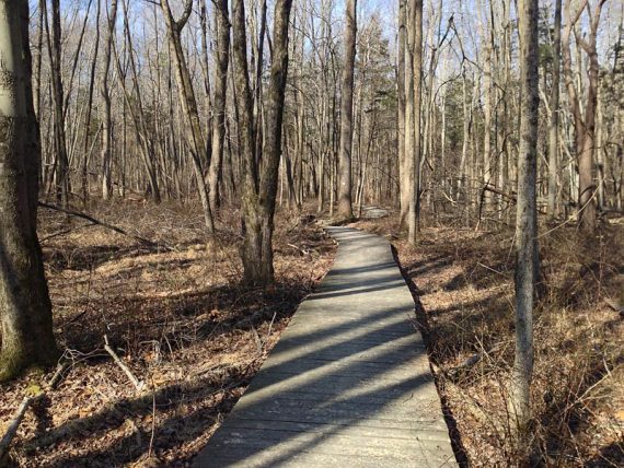 One of many boardwalk sections