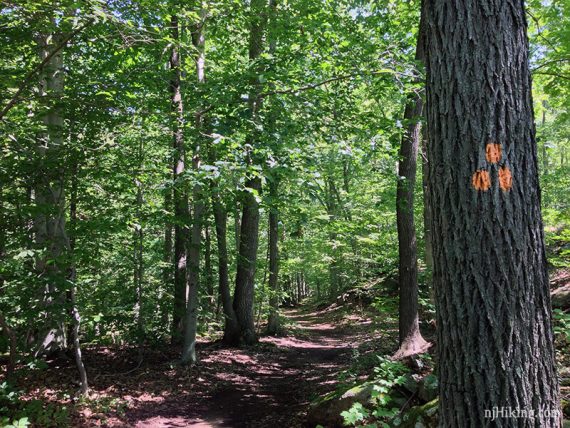 Orange trail markers on a tree