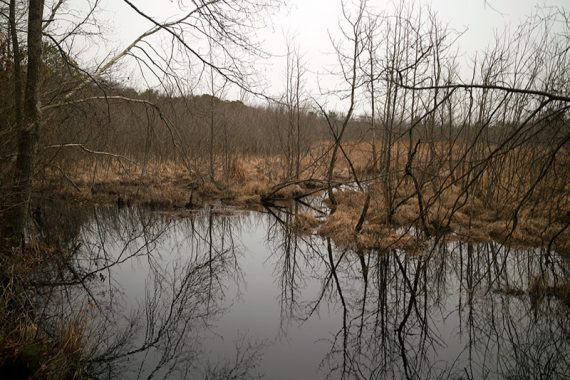 Along the Black trail