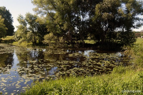 Small pond in the beginning of the hike.