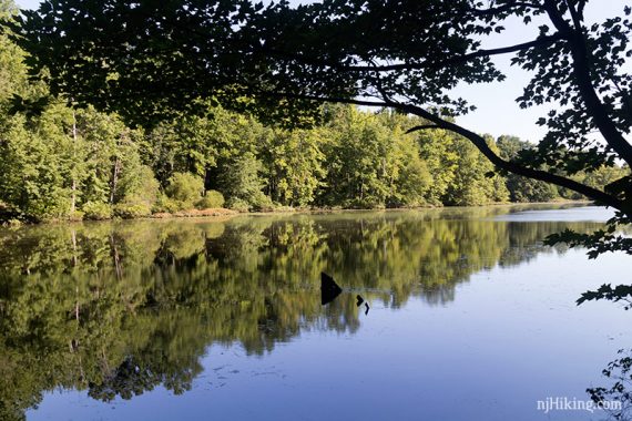 Trees reflected in a pond.