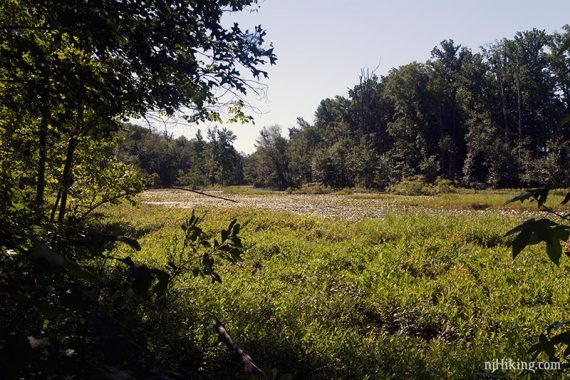 Pond filled with vegetation along Farm Road trail.