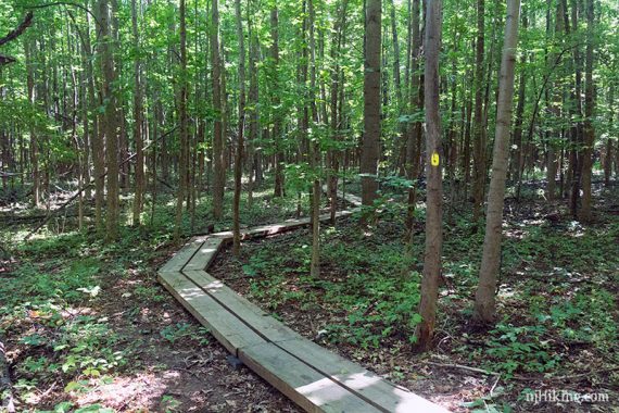 Long plan boardwalk twisting through a forest.
