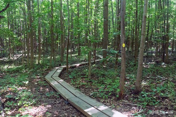 Long plan boardwalk twisting through a forest.