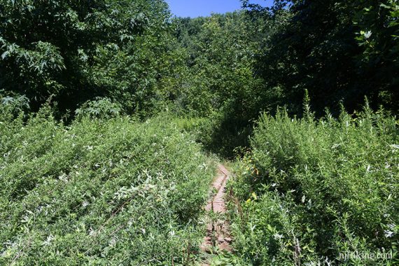 Thick green vegetation crowding a narrow boardwalk trail.