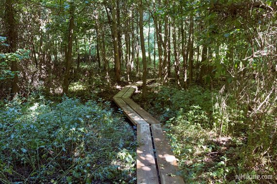 Plank boardwalk through a forest.