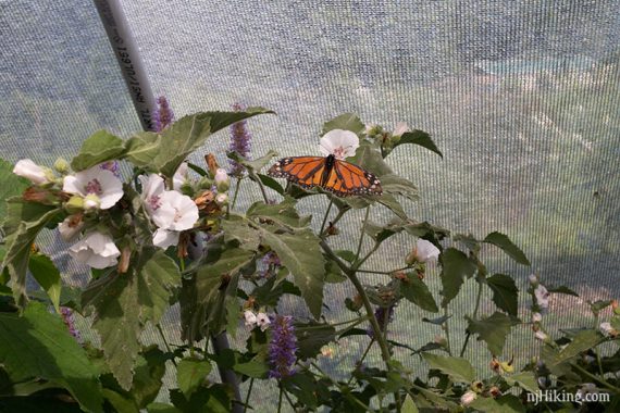 Monarch inside the Butterfly House.