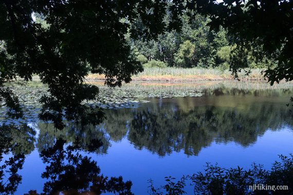 Lake seen through tree branches