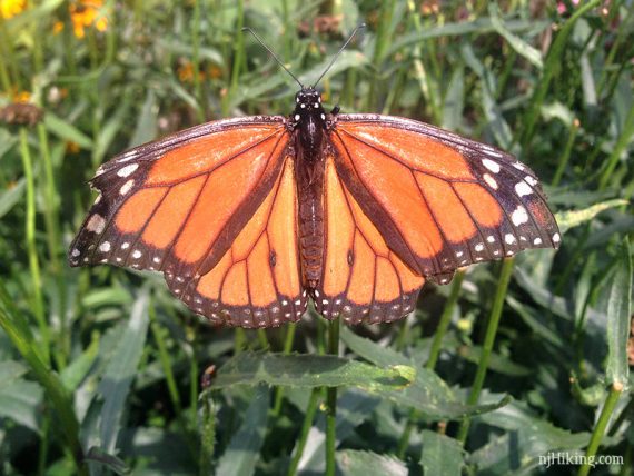 Close up of a monarch butterfly.