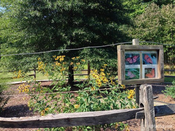 Butterfly garden on the WHITE trail.