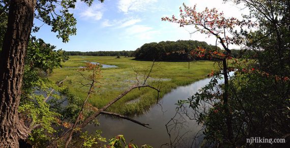 Green marsh grass next to a stream.