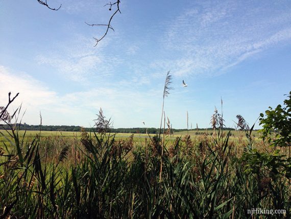Marsh grass in the foreground with an osprey nest in the far distance.